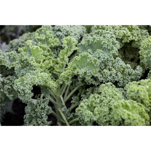 Leckeres Wintergemüse selber ziehen