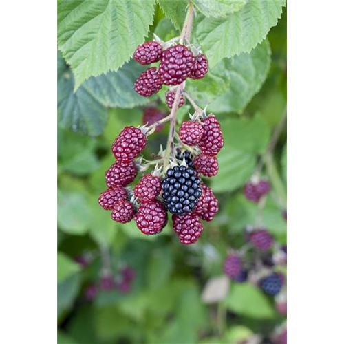 Brombeeren vor Frost schützen