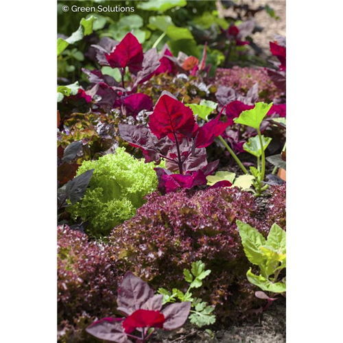 Frisches Gemüse aus dem Garten