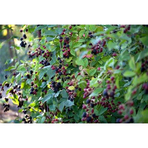 Brombeeren schneiden