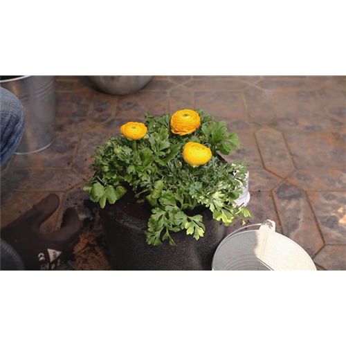 Ranunkeln - Einpflanzen in ein Gefäß